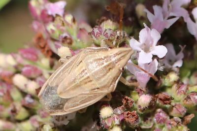 <i>Aelia acuminata</i>