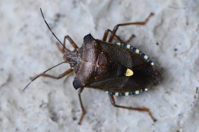 <i>Pentatoma rufipes</i>
