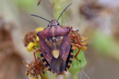 <i>Carpocoris purpureipennis</i>