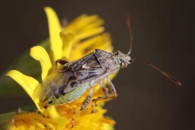 Stictopleurus punctatonervosus