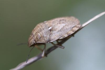 <i>Eurygaster maura</i>
