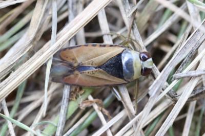 <i>Notonecta glauca</i>