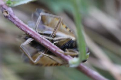 <i>Notonecta glauca</i>