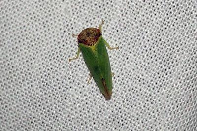<i>Iassus lanio</i>