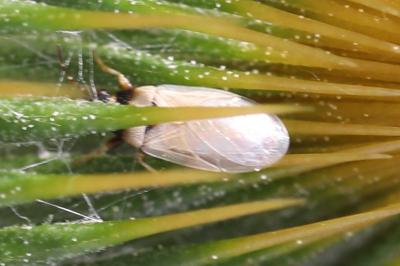 <i>Oxycarenus pallens</i>