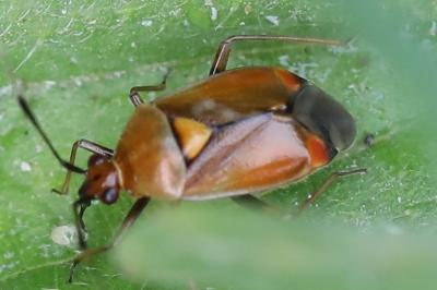 <i>Deraeocoris ruber</i>
