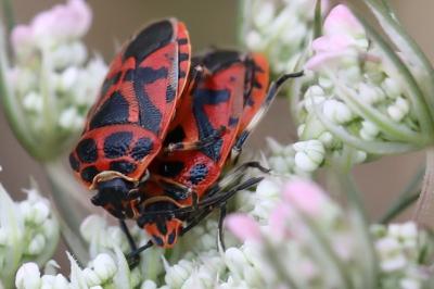 <i>Eurydema ornata</i>