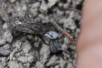 <i>Peritrechus gracilicornis</i>