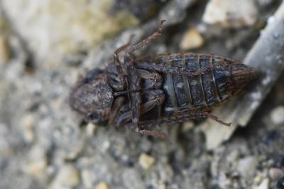 <i>Aphrodes makarovi</i>