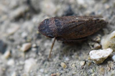 <i>Aphrodes makarovi</i>