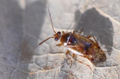 <i>Alloeotomus</i>