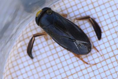 <i>Corixa punctata</i>