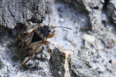<i>Trapezonotus ullrichi</i>