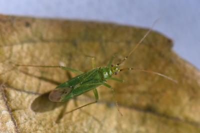 <i>Blepharidopterus angulatus</i>