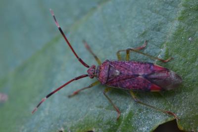<i>Pantilius tunicatus</i>