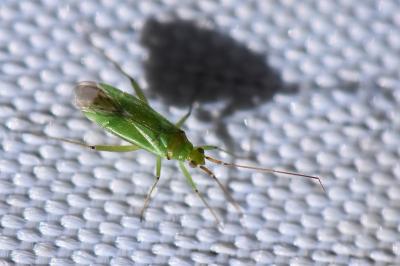 <i>Blepharidopterus angulatus</i>