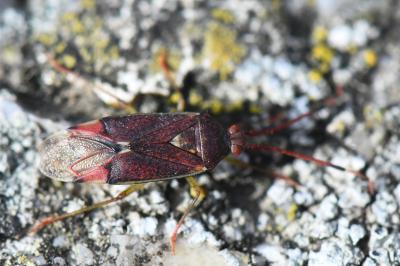 <i>Pantilius tunicatus</i>