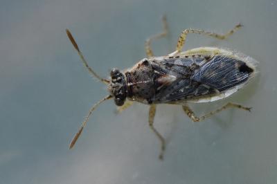 <i>Brachycarenus tigrinus</i>