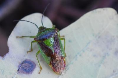 <i>Acanthosoma haemorrhoidale</i>