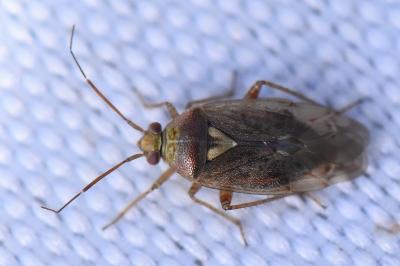 <i>Lygus rugulipennis</i>