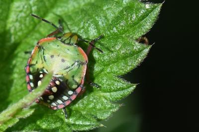 <i>Nezara viridula</i>