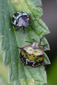 <i>Nezara viridula</i>