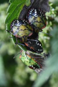 <i>Nezara viridula</i>