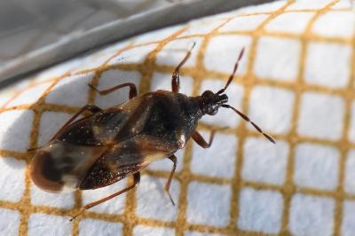 <i>Anthocoris nemoralis</i>