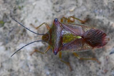 <i>Acanthosoma haemorrhoidale</i>
