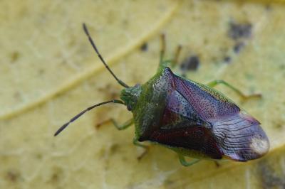 <i>Elasmostethus interstinctus</i>