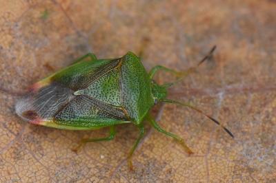 <i>Elasmostethus minor</i>
