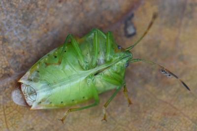 <i>Elasmostethus minor</i>