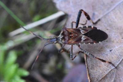 <i>Leptoglossus occidentalis</i>
