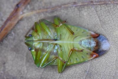 <i>Elasmostethus interstinctus</i>