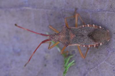 <i>Gonocerus acuteangulatus</i>