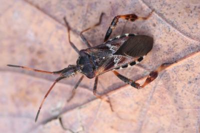 <i>Leptoglossus occidentalis</i>
