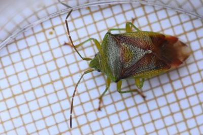 <i>Elasmostethus interstinctus</i>