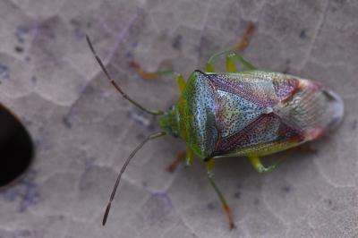 <i>Elasmostethus interstinctus</i>