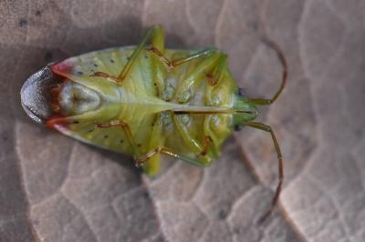 <i>Elasmostethus interstinctus</i>