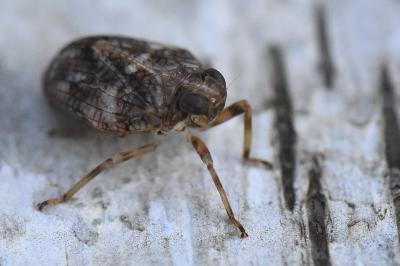 Issus coleoptratus