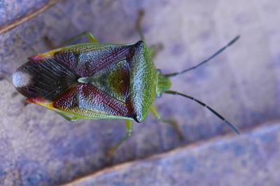 <i>Elasmostethus interstinctus</i>