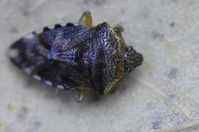 <i>Elasmucha grisea</i>