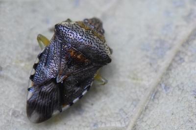 <i>Elasmucha grisea</i>