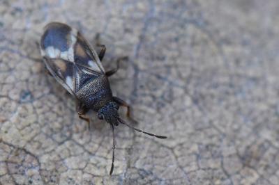 <i>Oxycarenus modestus</i>