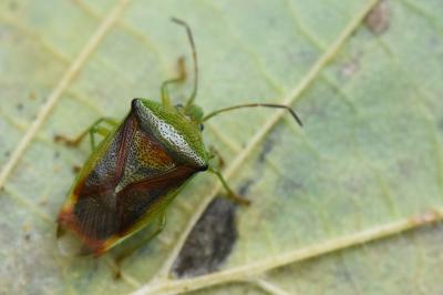<i>Elasmostethus interstinctus</i>