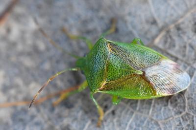 <i>Elasmostethus minor</i>