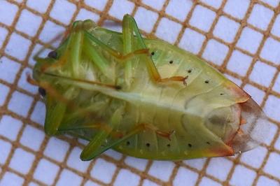 <i>Elasmostethus minor</i>