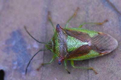 <i>Acanthosoma haemorrhoidale</i>