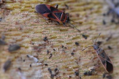 <i>Arocatus roeselii</i>