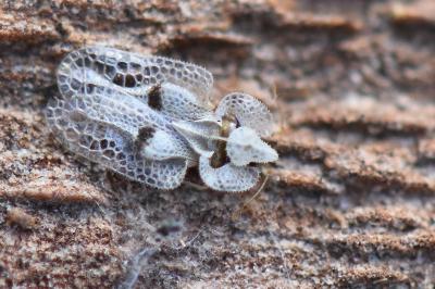 <i>Corythucha ciliata</i>